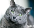 萌猫与明星更配？韩星爱猫大盘点