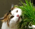 栽培猫草的简略办法