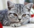 文质彬彬的英国人也爱养猫？