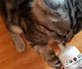 给猫咪运用化毛膏的一些注意事项