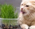 猫咪吃草的原因，主人要对症下药