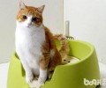 猫咪随地大小便？猫砂盆放错当地啦！