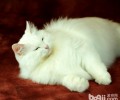 怎么判别猫咪是否肥壮