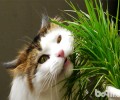 多大的猫咪能够喂猫草？