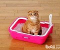 猫厕所该用什么整理