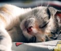 猫咪会出汗吗？