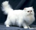 波斯猫喂养需求留意什么