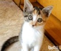怎样防止养猫扰民？