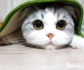 猫咪无聊怎么办？当然是和它玩游戏啦！
