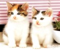 怎么让新猫咪被老猫咪接收