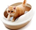 怎么处理猫砂气味难闻问题
