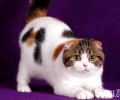 安全养猫 根绝家中养猫危险