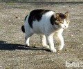 关爱猫咪，更要关爱猫咪身心健康
