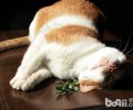 运用猫薄荷的几点注意事项