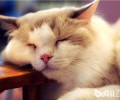 新到家猫咪需求预备哪些猫猫用品