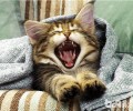 猫咪用猫抓板磨爪子的效果剖析