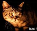 猫窝的整理办法及注意事项