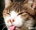 猫咪爱咬人怎么办？