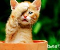 猫驱虫药需不需要空腹喂养