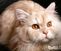 满屋猫毛惹人恼？教你猫毛整理小技巧