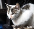 养猫的人更需办理自己的心情？