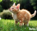 猫咪化毛膏多久喂一次