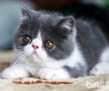 你知道养猫的适合环境吗？