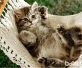 猫玩具也可用日用品制造