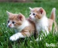 猫爬架选购的三大关键