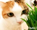 化毛膏和猫草有什么不一样