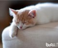 怎么干洗猫爬架