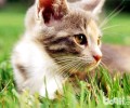 猫草的喂养办法介绍