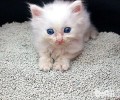 不同猫砂的特色