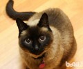 暹罗猫养殖必备用品介绍