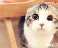 猫草和猫薄荷的差异