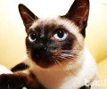 猫王子暹罗猫选购指南