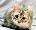 猫窝选择的三大主张