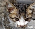 猫奴必备：怎样的你更讨猫咪喜爱？