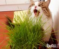 猫草对猫咪有什么协助