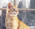怎么安置一个舒适的猫窝