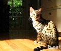 猫是山君的后嗣？