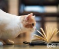 猫咪玩具也可从日常日子中发现