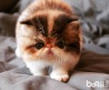 波斯猫的毛色有哪些？