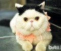 异国短毛猫好养吗 异国短毛猫养殖须知