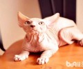 无毛猫性情怎么样 无毛猫性情特点介绍