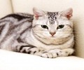 虎斑猫多少钱一只 怎样选择一只好的虎斑猫