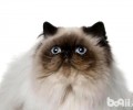 喜马拉雅猫怎么样 喜马拉雅猫好养吗