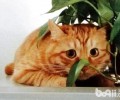 橘猫具体介绍 橘猫国际大揭秘