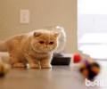 加菲猫多少钱一只 加菲猫价格盘点