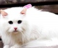 猫怎样养 养猫注意事项有哪些